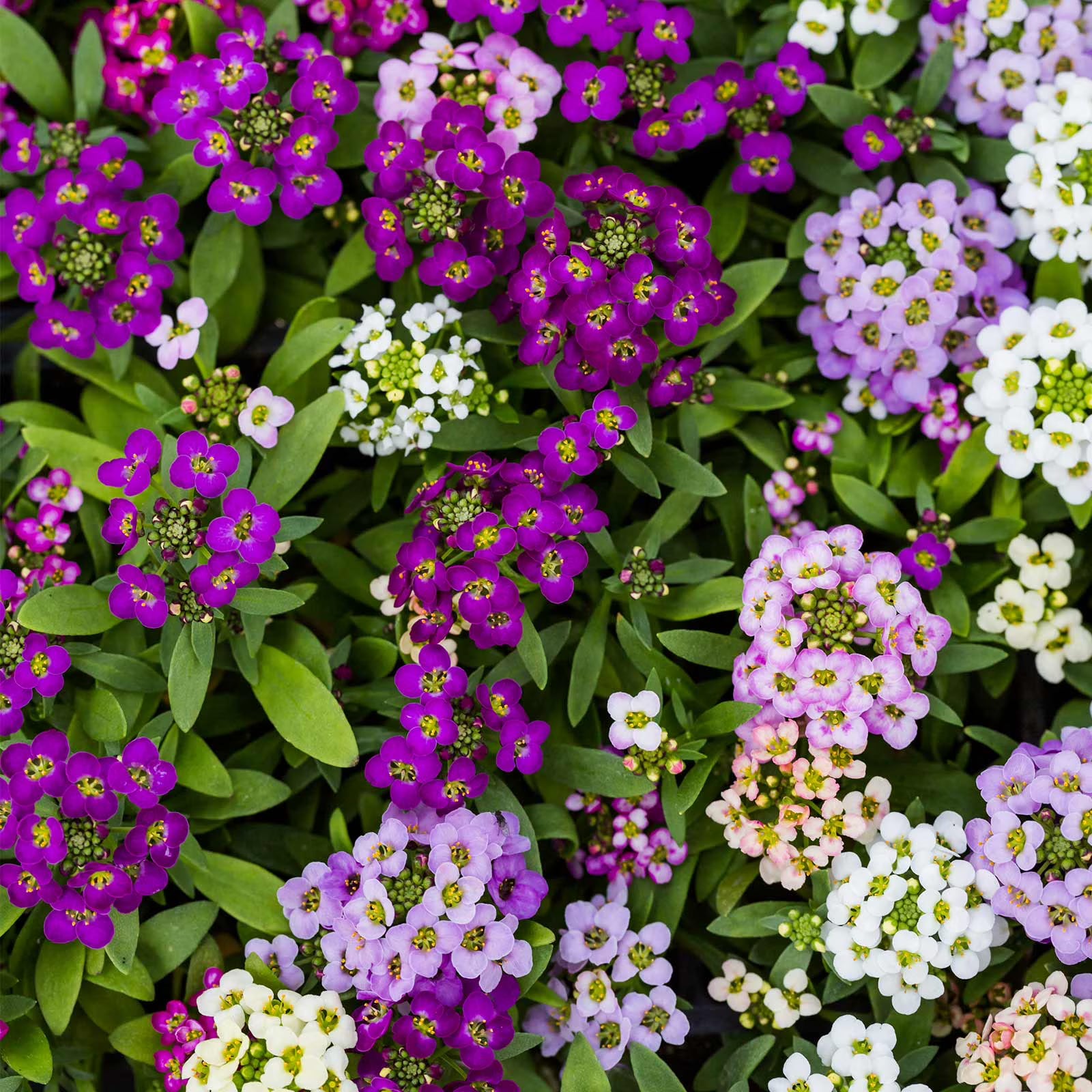 Annual Alyssum flower mix blooming in garden borders and containers.