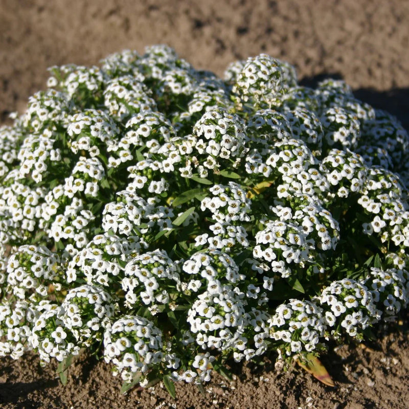 Carpet Flower Seeds for Planting, Heirloom, Non-GMO, 100 pcs
