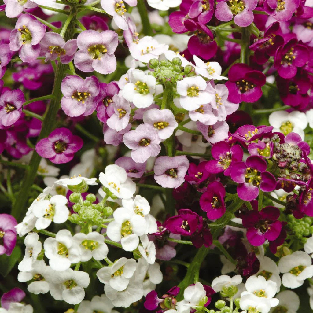 Alyssum Flower Seeds Heirloom Non GMO Planting - 100 pcs