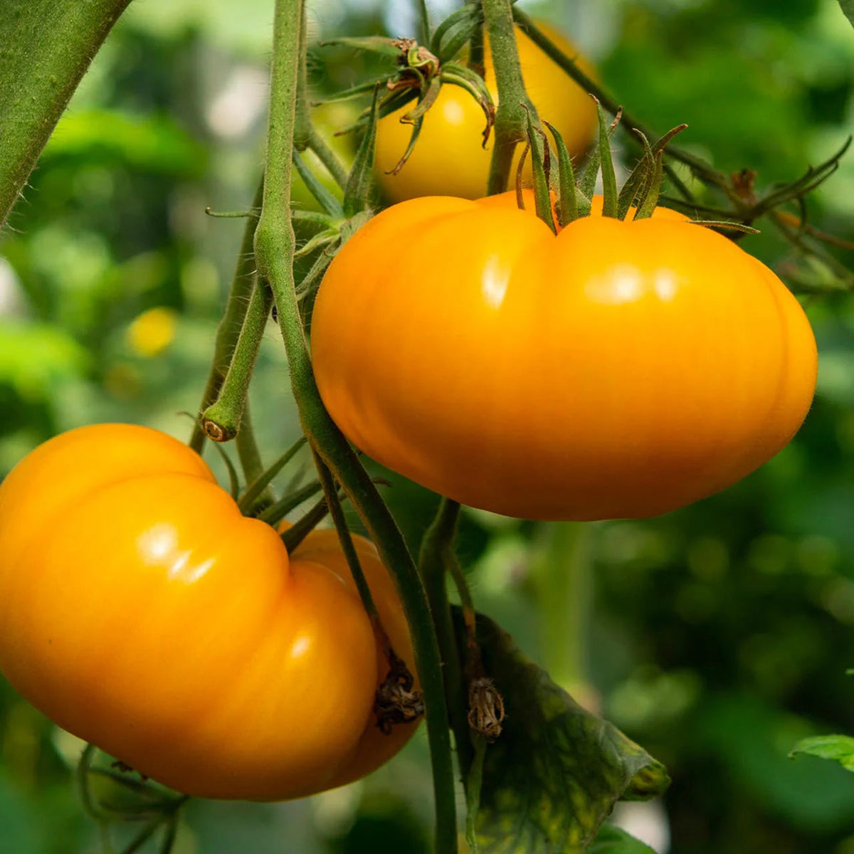Dark Orange Giant Tomato Seeds for Planting - Heirloom and Non-GMO Garden Seeds