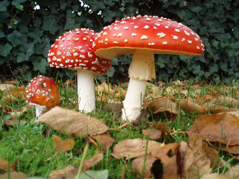 Red White Mushroom Seeds for Planting - Heirloom & Non-GMO Seeds
