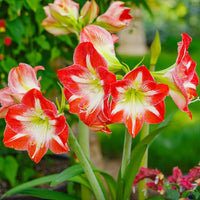 Heirloom (Heirloom scientific name) for planting in garden