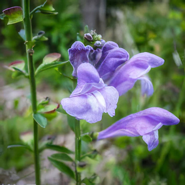 Blue Skullcap Flower Seeds â€“ Heirloom, Non-GMO Seeds for Planting Medicinal Garden Herbs