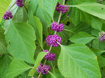 Violet Callicarpa Flower Seeds for Planting - 100 pcs seeds for planting in home garden