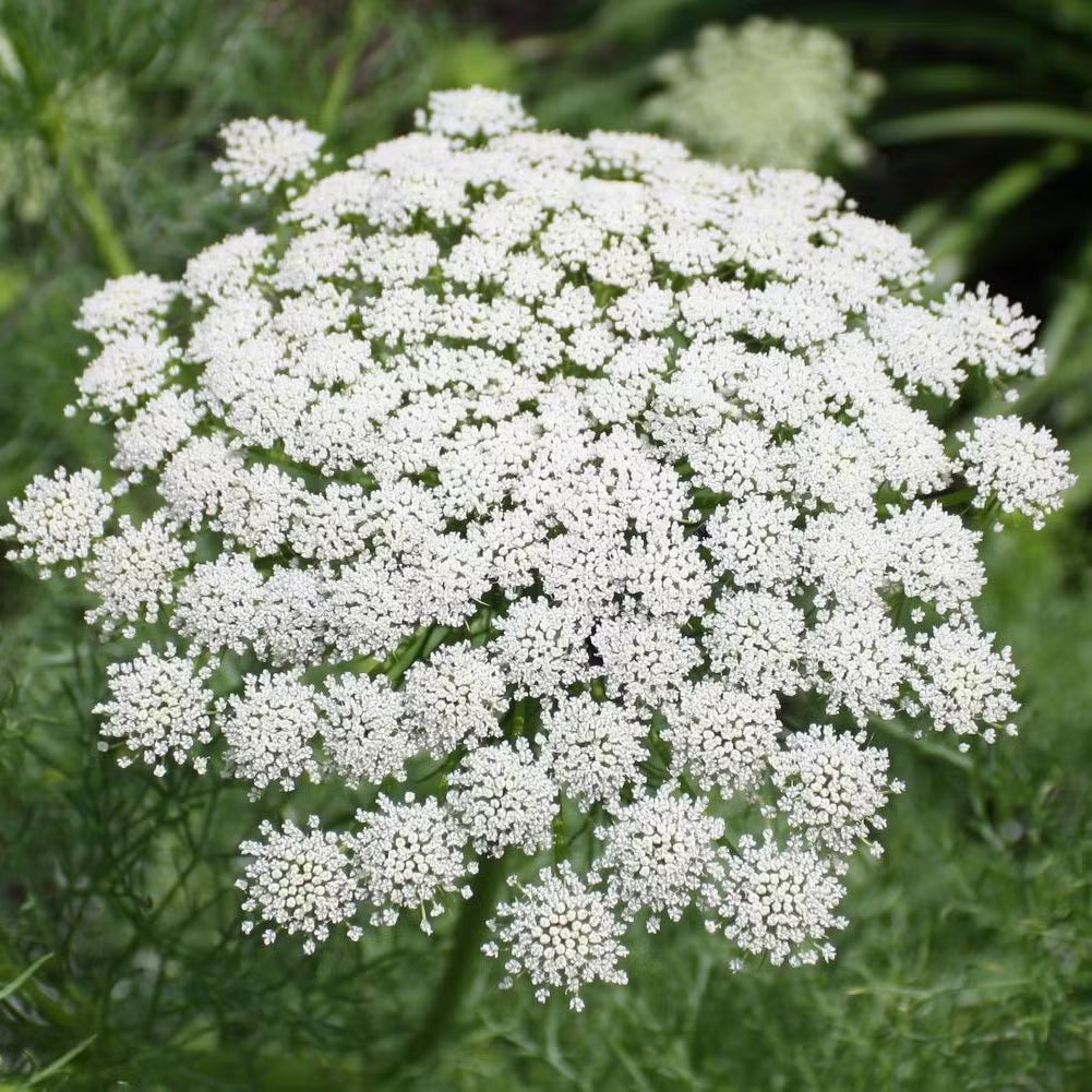 Bishop's Flower Seeds – Heirloom Non-GMO Seeds for Elegant and Pollinator-Friendly Garden Planting