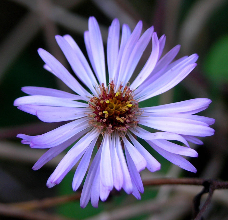 Heirloom Climbing Aster Flower Seeds for Planting – Non-GMO, Perennial Blooming Seeds