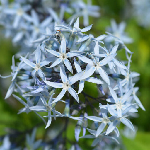Heirloom Amsonia Flower Seeds, Non-GMO Blue Star Blooms for Low-Maintenance Garden Planting