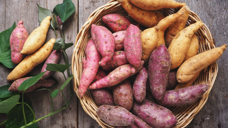 Mixed Sweet Potato plants growing with green vines in a home vegetable garden.
