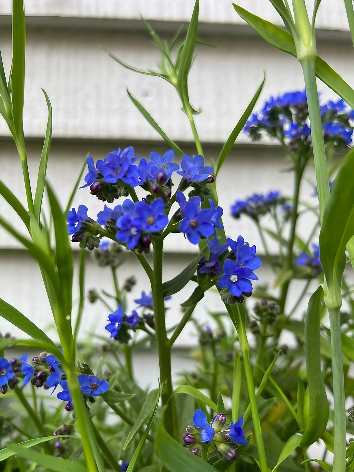 Anchusa Blue Seeds for Planting – Organic, Heirloom, Non-GMO Flower Seeds