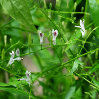 Heirloom Andrographis Plant Seeds for Garden Planting, Non-GMO, Medicinal Herb for Wellness Gardens