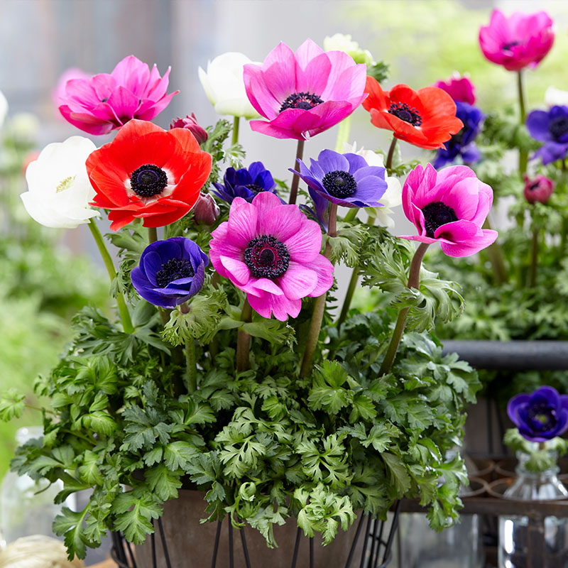 Heirloom (Heirloom scientific name) for planting in garden