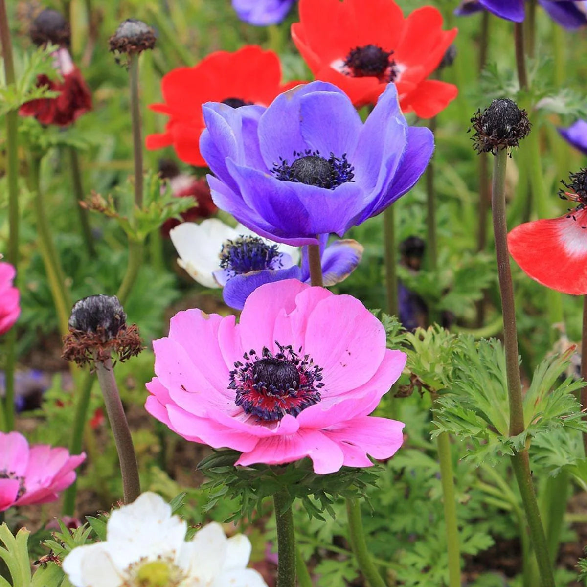 Anemone Monarch de Caen spring flowers growing in a sunny cutting garden