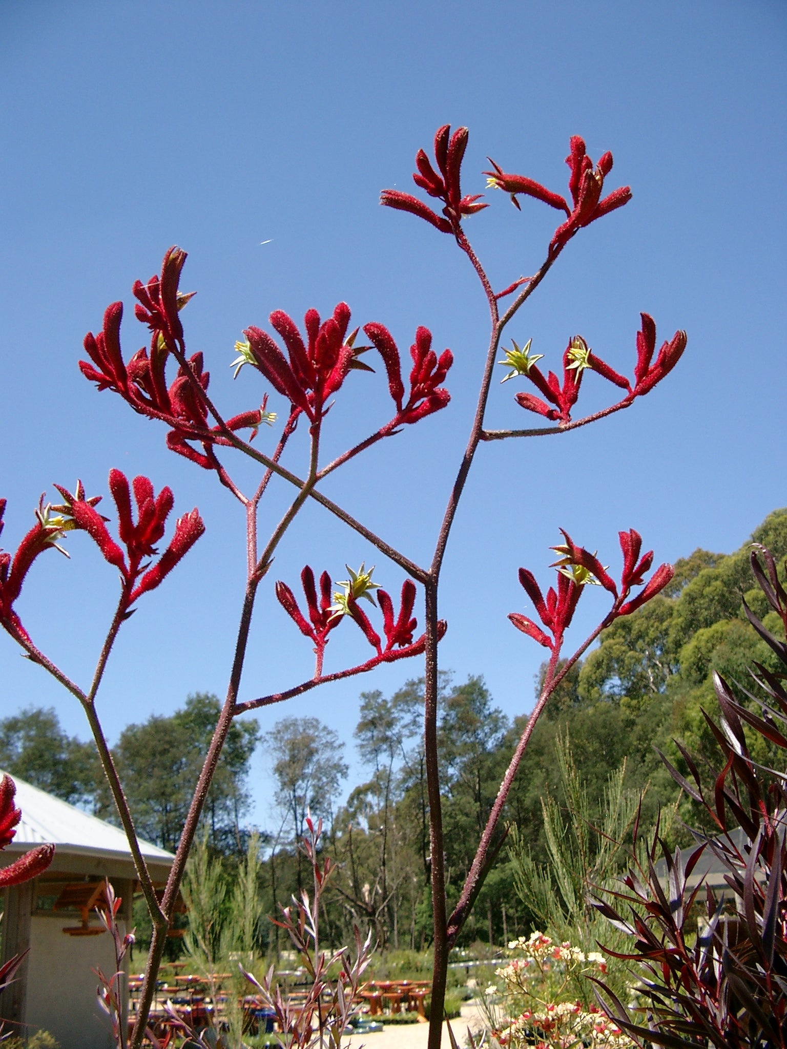 Kangaroo Paw Flower Seeds for Planting - NON GMO Seeds