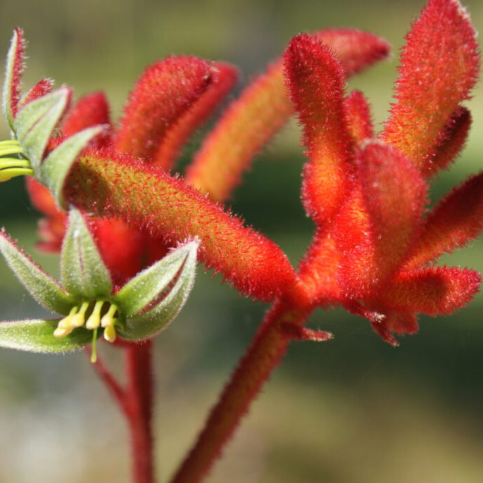 Anigozanthos Flavidus Plant Seeds Heirloom Non GMO Planting - 100 pcs