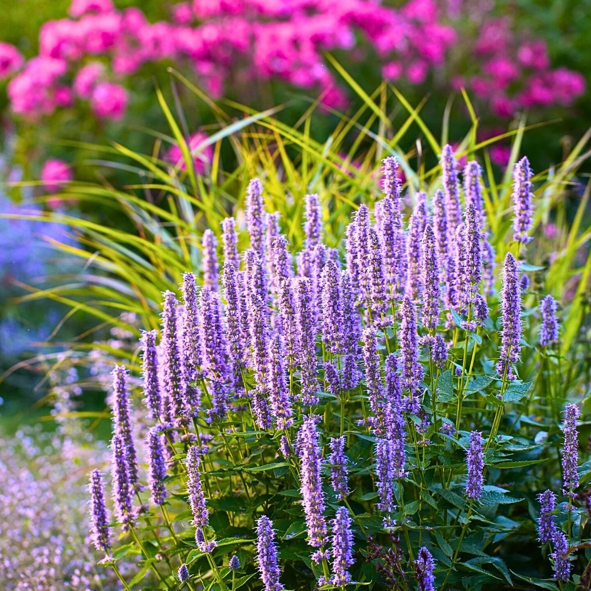 Giant Anise Hyssop Flower Seeds – Heirloom, Non-GMO Herb Seeds for Pollinator-Friendly Planting - Anise for planting in home garden