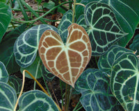 clarinervium (clarinervium scientific name) for planting in garden