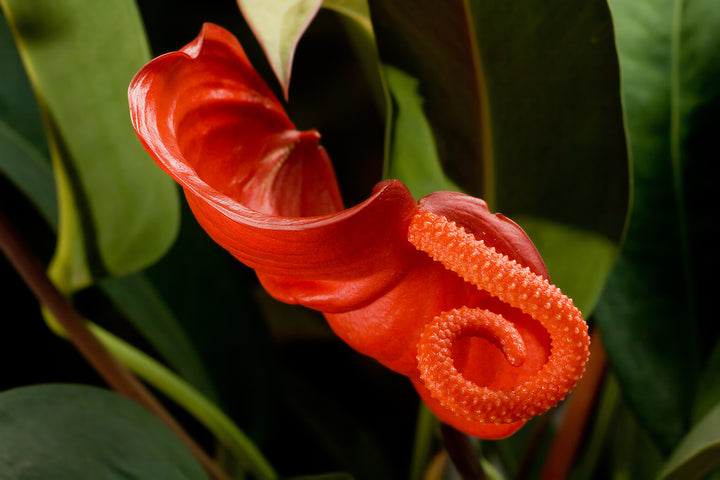 Heirloom Pigtail Anthurium Seeds – Non-GMO Tropical Flower Seeds for Planting