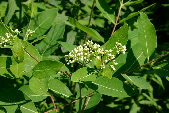 Heirloom Non-GMO Dogbane Plant Seeds for Planting – Hardy Medicinal Plant for Pollinator-Friendly Gardens