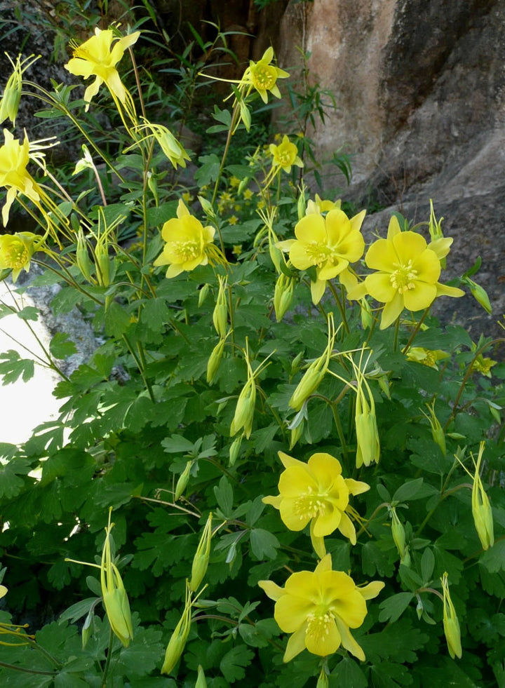 Heirloom Non-GMO Golden Columbine Flower Seeds for Planting – Bright Perennial Blooms for Shade Gardens