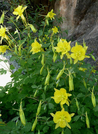 Heirloom Non-GMO Golden Columbine Flower Seeds for Planting – Bright Perennial Blooms for Shade Gardens