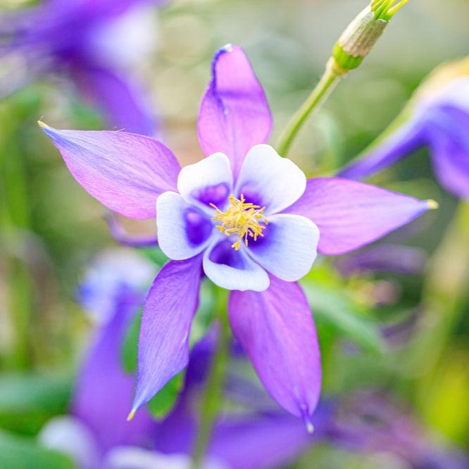 Tongariro Hardy Flower Seeds for Planting - 100 pcs