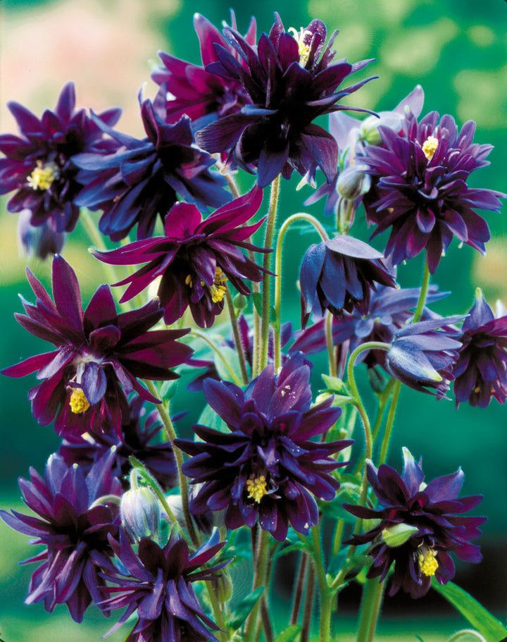 Heirloom Non-GMO Barlow Flower Seeds for Planting – Unique Double-Bloom Ornamental Garden Flowers