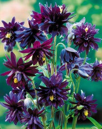 Heirloom Non-GMO Barlow Flower Seeds for Planting – Unique Double-Bloom Ornamental Garden Flowers