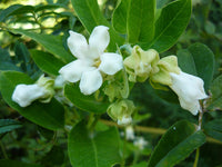 Heirloom Non-GMO Araujia Flower Seeds for Planting – Fast-Growing Climbing Ornamental Blooms