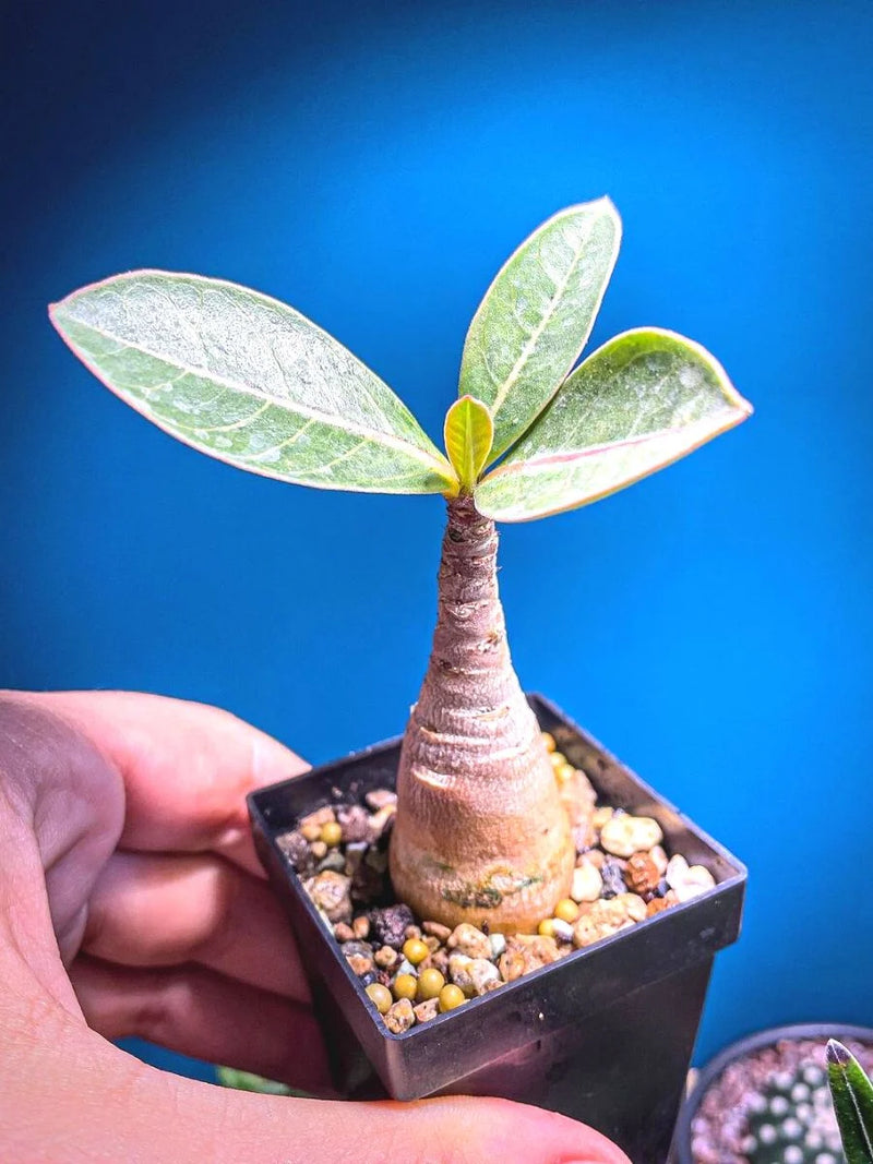 Heirloom Succulent Caudex Seeds – Non‑GMO Ornamental Seeds
