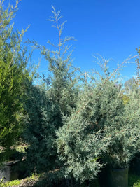 Mature Arizona Cypress evergreen tree with dense green foliage