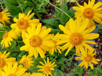 Arnica Montana Herb Plant Seeds for Medicinal Gardens and Healing ? Fresh Herb for Your Garden