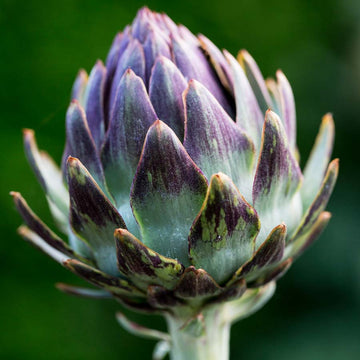 French Globe Artichoke Purple heirloom vegetable seeds for planting