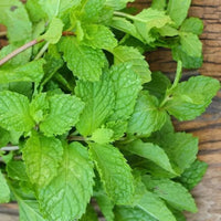 Japanese Mint Seeds for Planting heirloom & Non-GMO Seeds