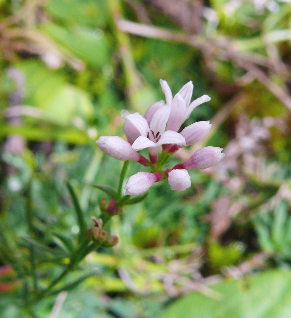 Heirloom Non-GMO Pink Woodruff Flower Seeds for Planting – Fragrant Shade-Loving Garden Blooms - Non-GMO for planting in home garden
