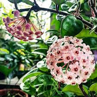 Assorted Hoya flowers creating a colorful ornamental plant display in a garden setting