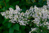 Aster Lateriflorus Flower Seeds – Heirloom, Non-GMO Flower Seeds for Planting