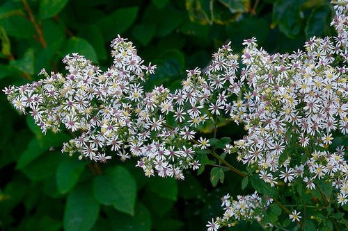 Aster Lateriflorus Flower Seeds – Heirloom, Non-GMO Flower Seeds for Planting