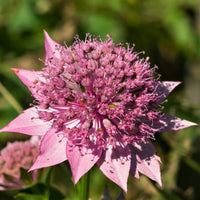Organic White Pink Astrantia Flower Seeds for Planting – Heirloom, Non-GMO