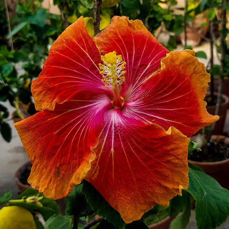 Hibiscus Flower Seeds Heirloom Non GMO Planting - 100 pcs