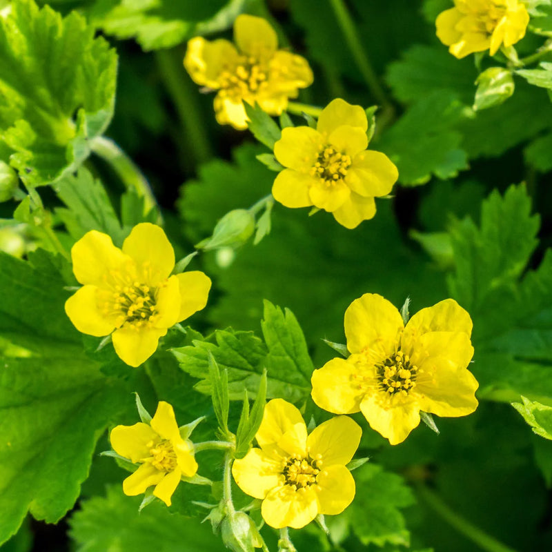 Heirloom Urbanum Flower Seeds for Garden Planting, Non-GMO, Geum Blooms for Cottage Gardens