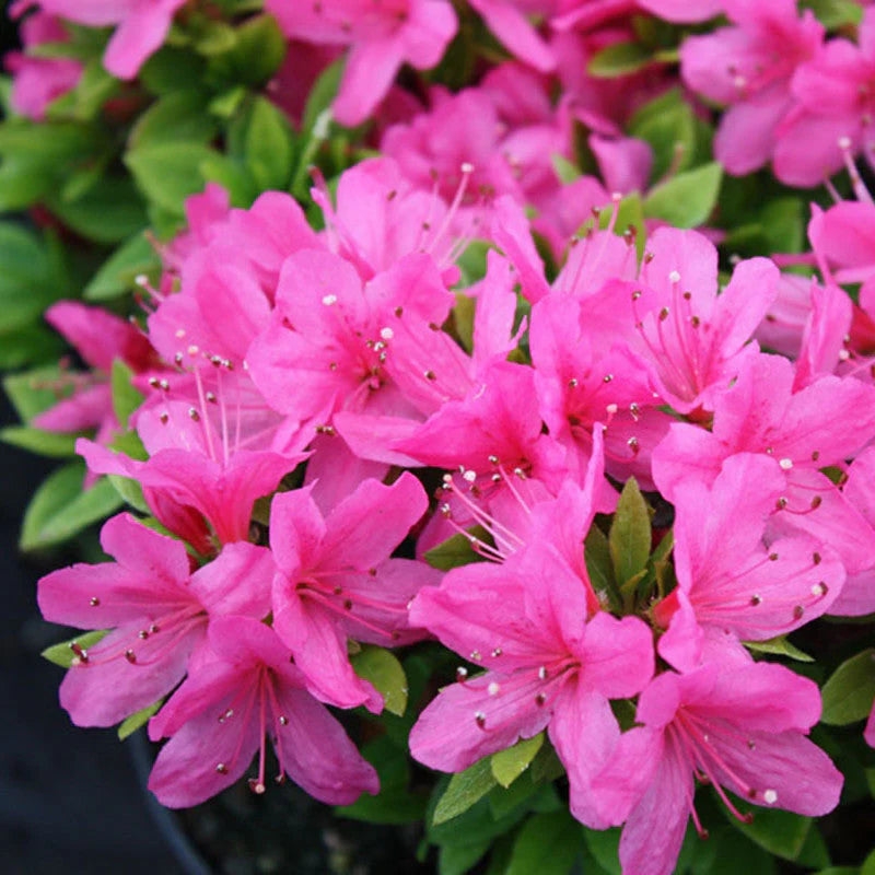Pink Perennial Azalea Seeds for Planting â€“ Heirloom, Non-GMO Seeds