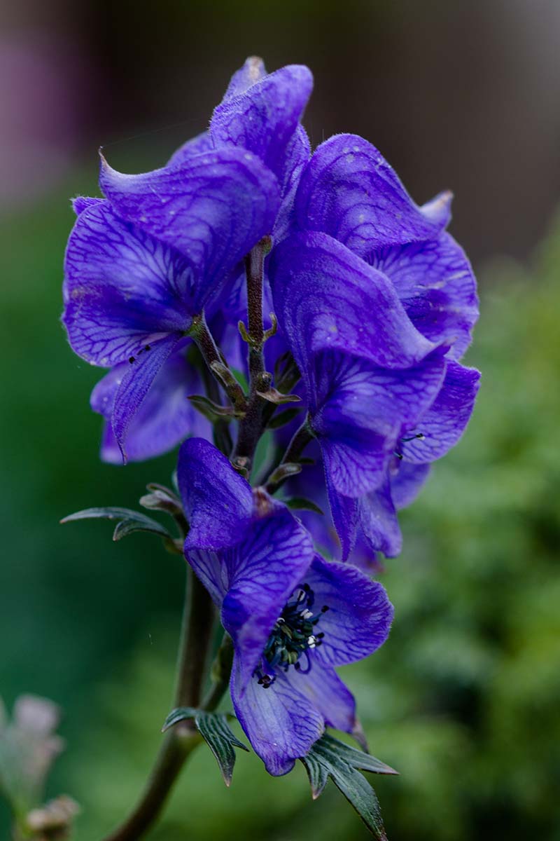 Heirloom Wolfsbane Flower Seeds for Garden Planting, Non-GMO, Tall Spiked Blooms for Shaded Borders