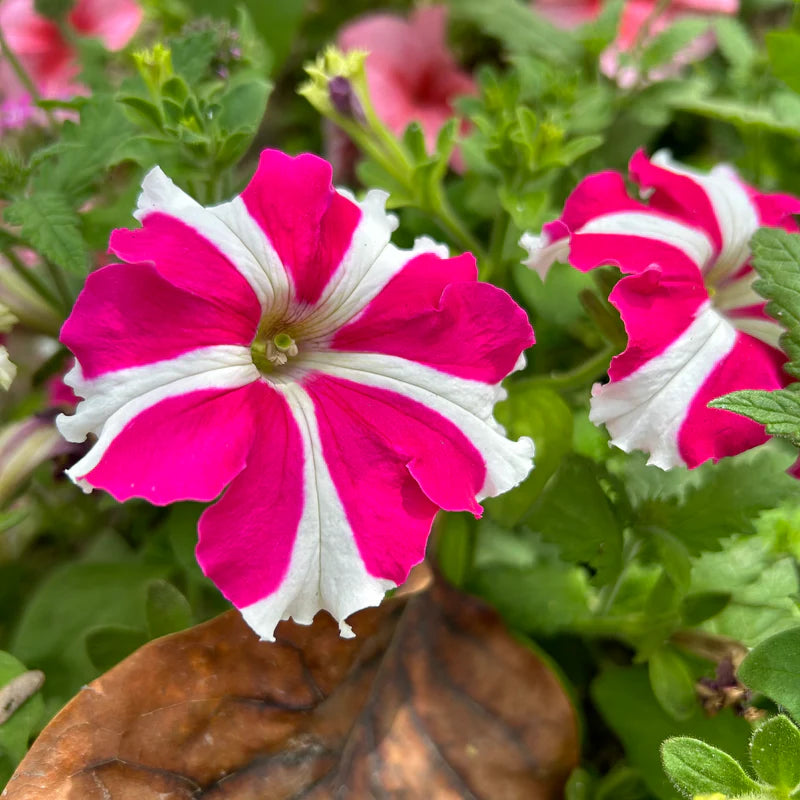 Ultra Star Petunia Violacea Flower Seeds for Planting - Heirloom, NON-GMO, Easy-to-Grow Garden Blooms