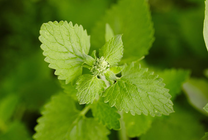 Green Catnip Plant Seeds for Planting-Pet-Friendly and Aromatic Gardens ? Fresh Herb for Your Garden