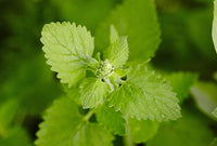 Green Catnip Plant Seeds for Planting-Pet-Friendly and Aromatic Gardens ? Fresh Herb for Your Garden