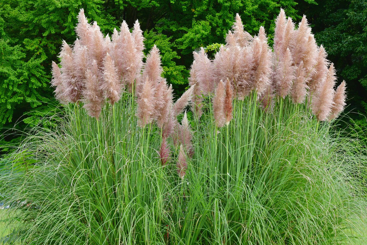 Pink Pampas Grass Seed