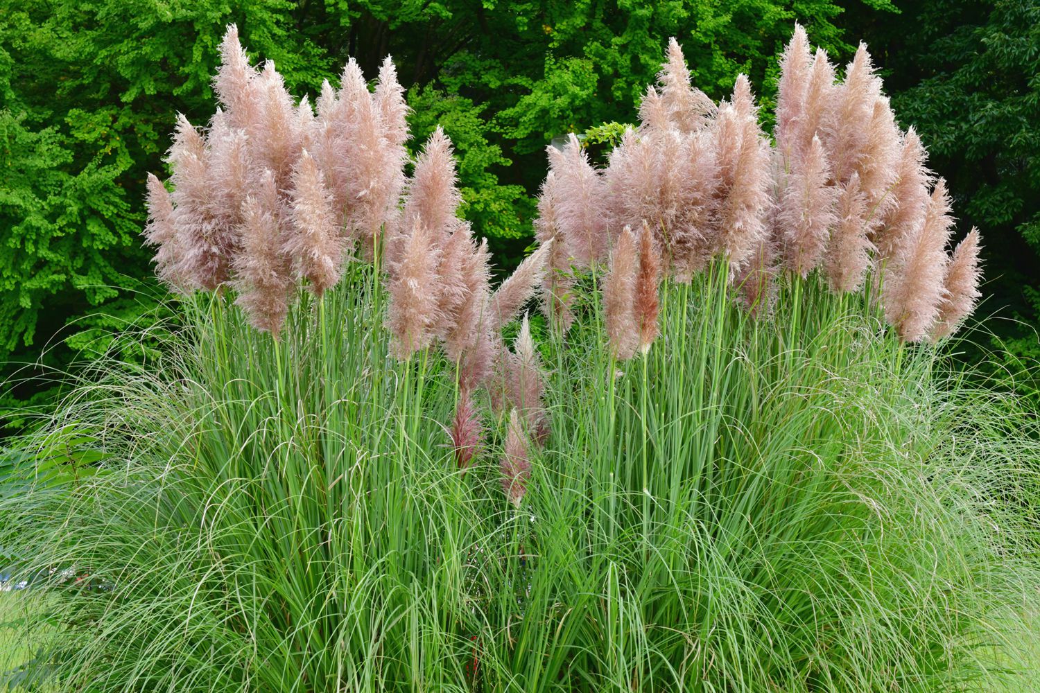 Pink Pampas Grass Seed