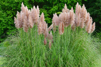 Pink Pampas Grass Seed