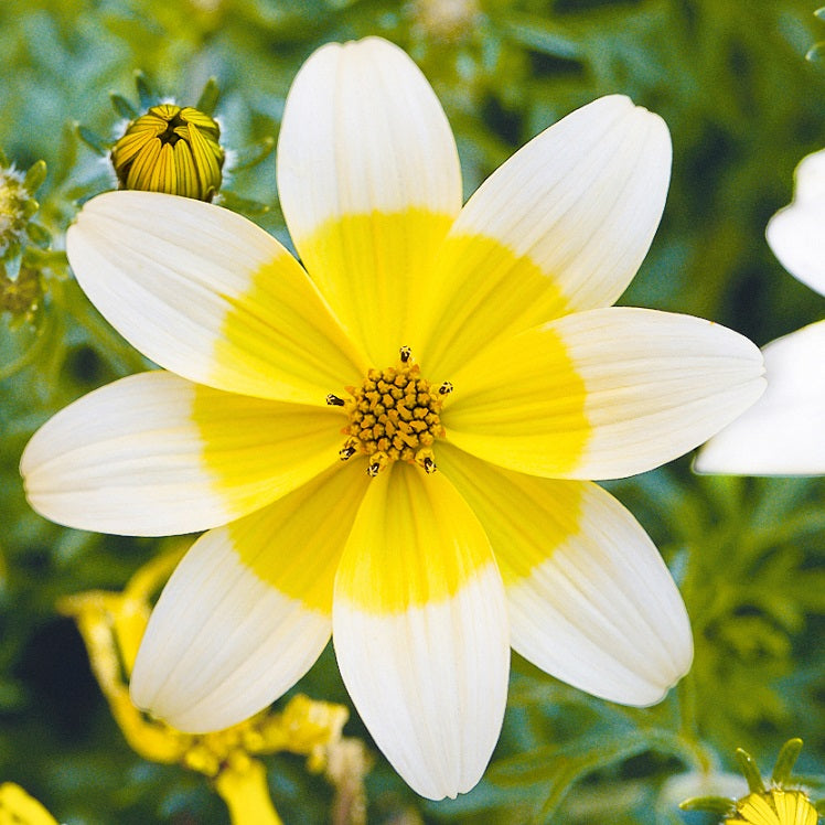 Bidens Golden Eye Flower Seeds – Heirloom Non-GMO Seeds for Bright and Pollinator-Friendly Garden Planting