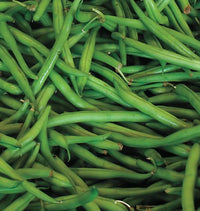 Good Mother Stallard Pole Bean Seeds for Home Garden Planting | Heirloom Non-GMO